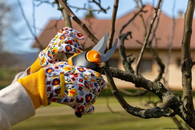 Spring Pruning Guide: Essential Tips for a Healthy Garden