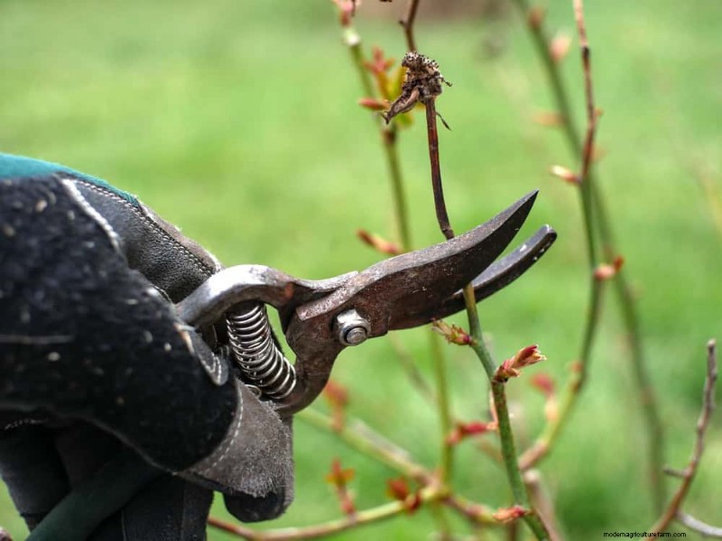 Spring Pruning Guide: Essential Tips for a Healthy Garden