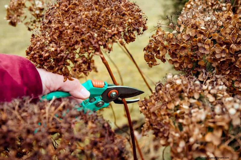Spring Pruning Guide: Essential Tips for a Healthy Garden