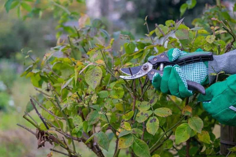 Spring Pruning Guide: Essential Tips for a Healthy Garden