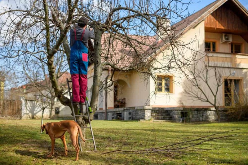 Spring Pruning Guide: Essential Tips for a Healthy Garden