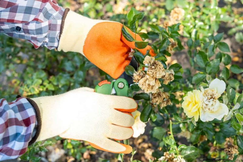 Spring Pruning Guide: Essential Tips for a Healthy Garden