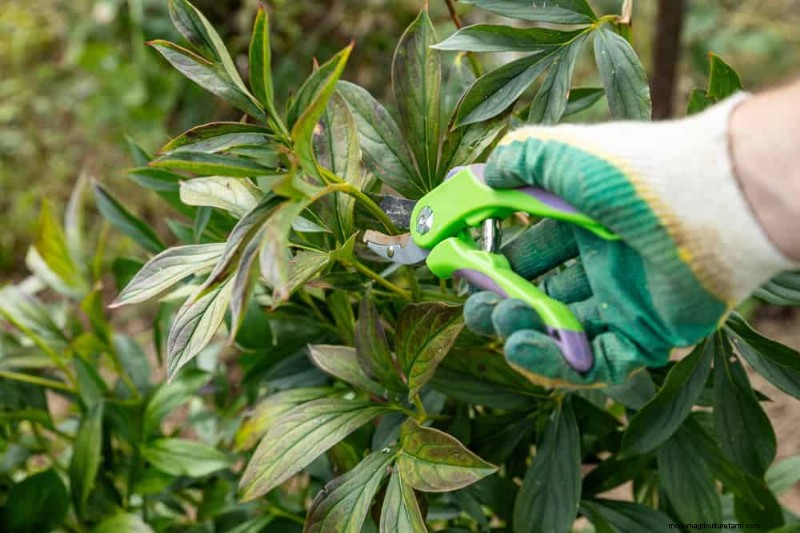 Spring Pruning Guide: Essential Tips for a Healthy Garden