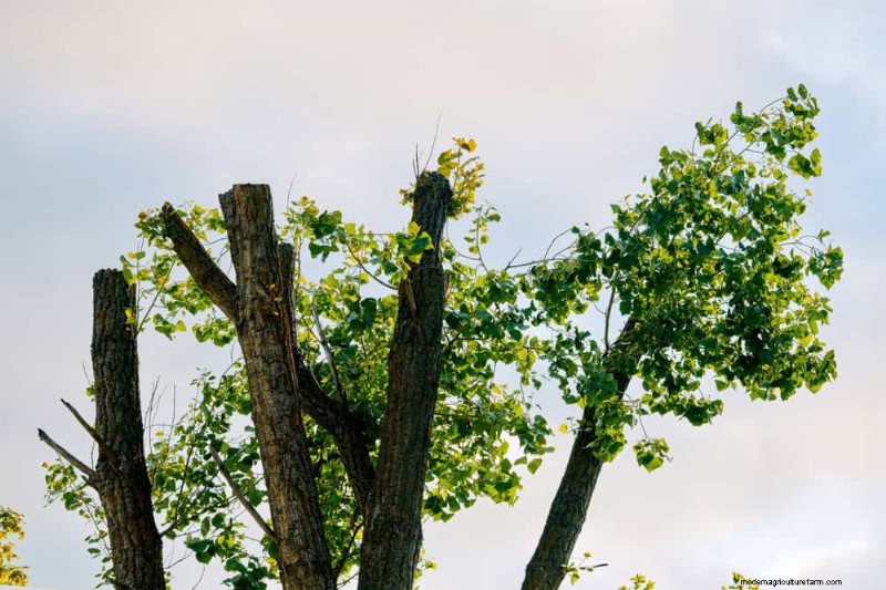 Spring Pruning Guide: Essential Tips for a Healthy Garden