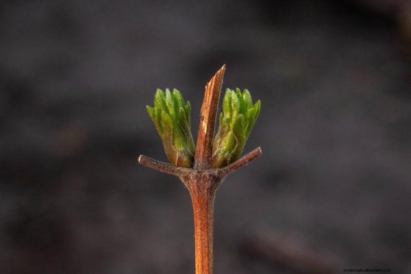 Spring Pruning Guide: Essential Tips for a Healthy Garden