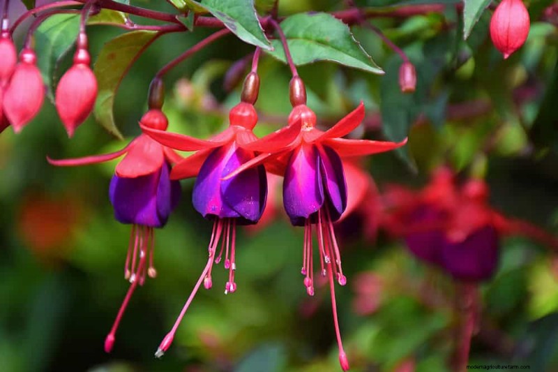 Spring Pruning Guide: Essential Tips for a Healthy Garden