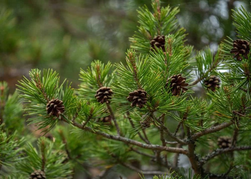 Spring Pruning Guide: Essential Tips for a Healthy Garden