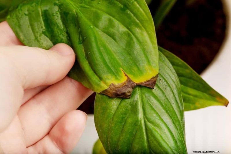Spring Pruning Guide: Essential Tips for a Healthy Garden