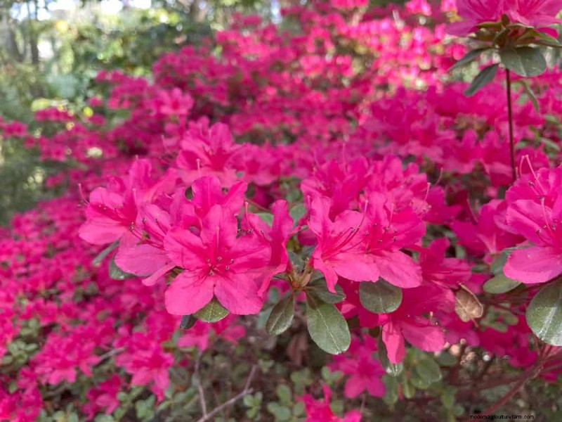 Spring Pruning Guide: Essential Tips for a Healthy Garden