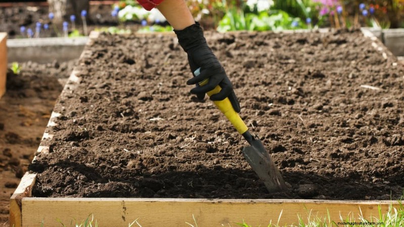 Grow Your Own Salad Garden: A Step-by-Step Spring Guide