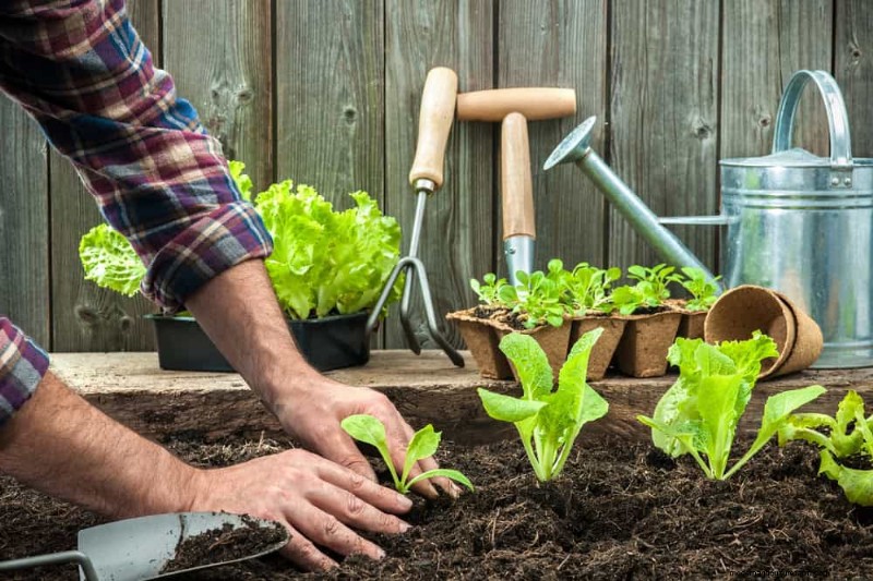 Grow Your Own Salad Garden: A Step-by-Step Spring Guide