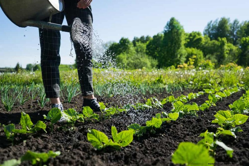 Grow Your Own Salad Garden: A Step-by-Step Spring Guide
