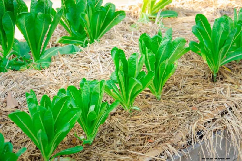 Grow Your Own Salad Garden: A Step-by-Step Spring Guide