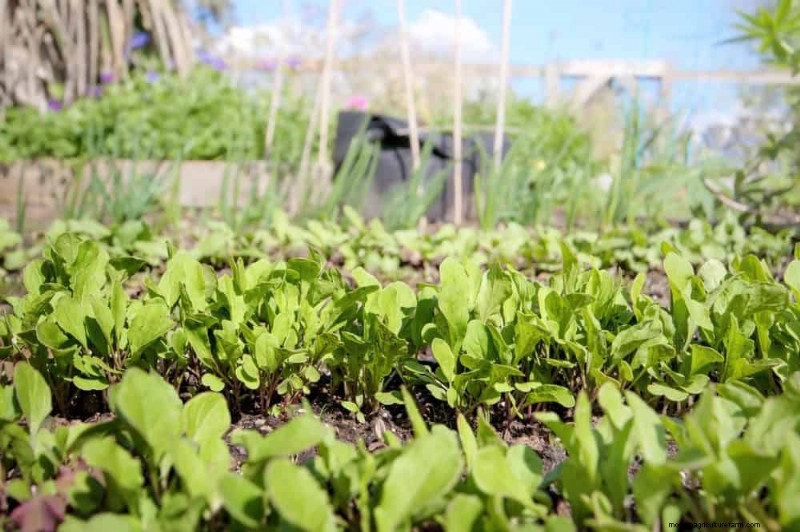 Grow Your Own Salad Garden: A Step-by-Step Spring Guide