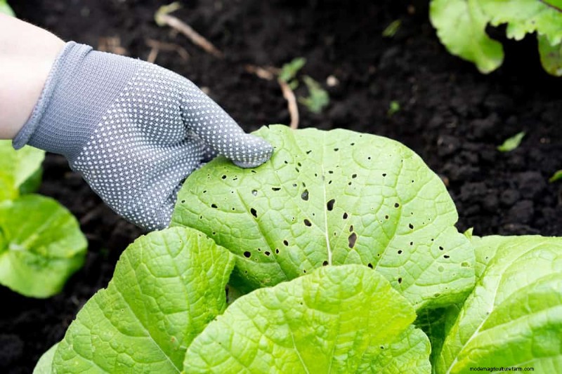 Grow Your Own Salad Garden: A Step-by-Step Spring Guide
