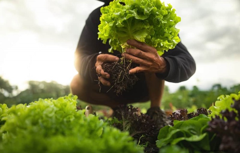 Grow Your Own Salad Garden: A Step-by-Step Spring Guide