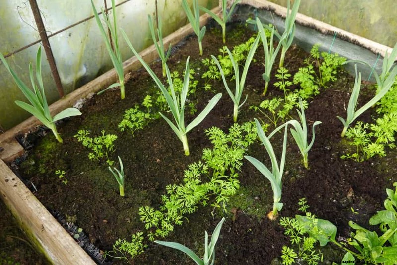 Grow Your Own Salad Garden: A Step-by-Step Spring Guide