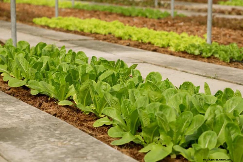 Grow Your Own Salad Garden: A Step-by-Step Spring Guide
