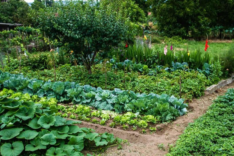 Grow Your Own Salad Garden: A Step-by-Step Spring Guide