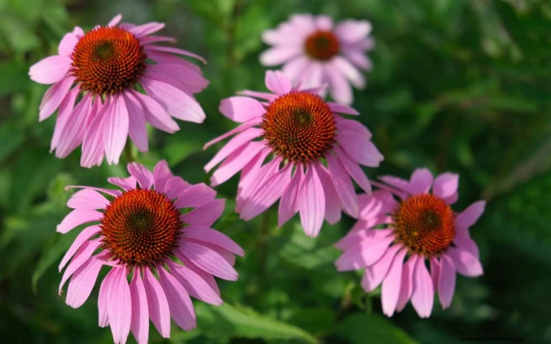 Sustainable & Wildlife-Friendly Perennials: 15 Choices for a Thriving Garden