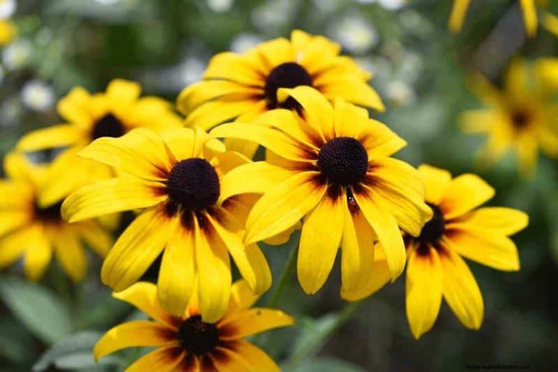 Sustainable & Wildlife-Friendly Perennials: 15 Choices for a Thriving Garden