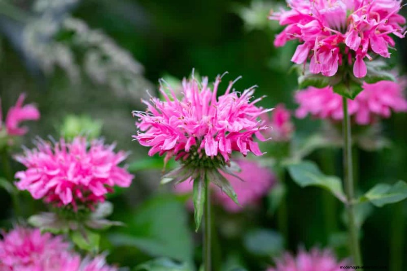 Sustainable & Wildlife-Friendly Perennials: 15 Choices for a Thriving Garden