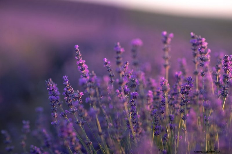Sustainable & Wildlife-Friendly Perennials: 15 Choices for a Thriving Garden