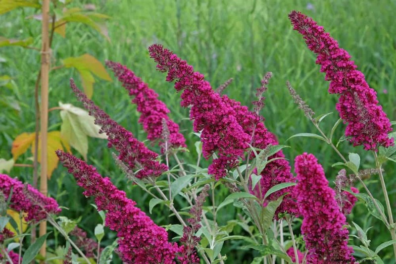 Sustainable & Wildlife-Friendly Perennials: 15 Choices for a Thriving Garden