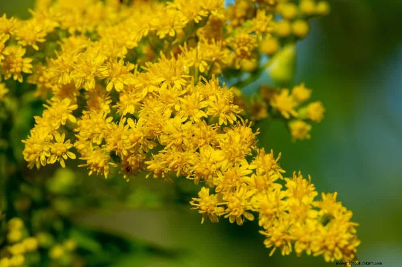 Sustainable & Wildlife-Friendly Perennials: 15 Choices for a Thriving Garden