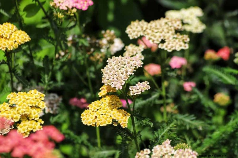 Sustainable & Wildlife-Friendly Perennials: 15 Choices for a Thriving Garden