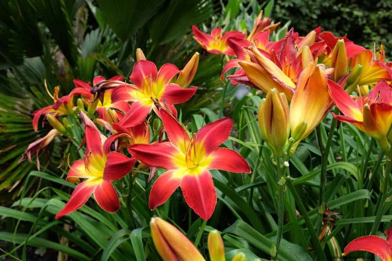 Sustainable & Wildlife-Friendly Perennials: 15 Choices for a Thriving Garden