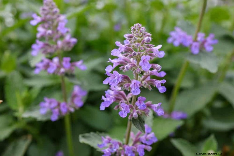 Sustainable & Wildlife-Friendly Perennials: 15 Choices for a Thriving Garden