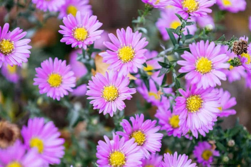 Sustainable & Wildlife-Friendly Perennials: 15 Choices for a Thriving Garden