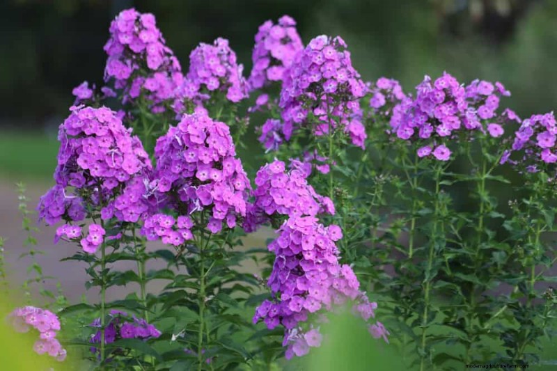 Sustainable & Wildlife-Friendly Perennials: 15 Choices for a Thriving Garden