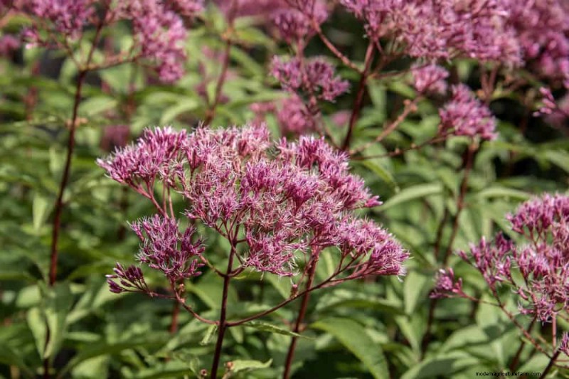 Sustainable & Wildlife-Friendly Perennials: 15 Choices for a Thriving Garden