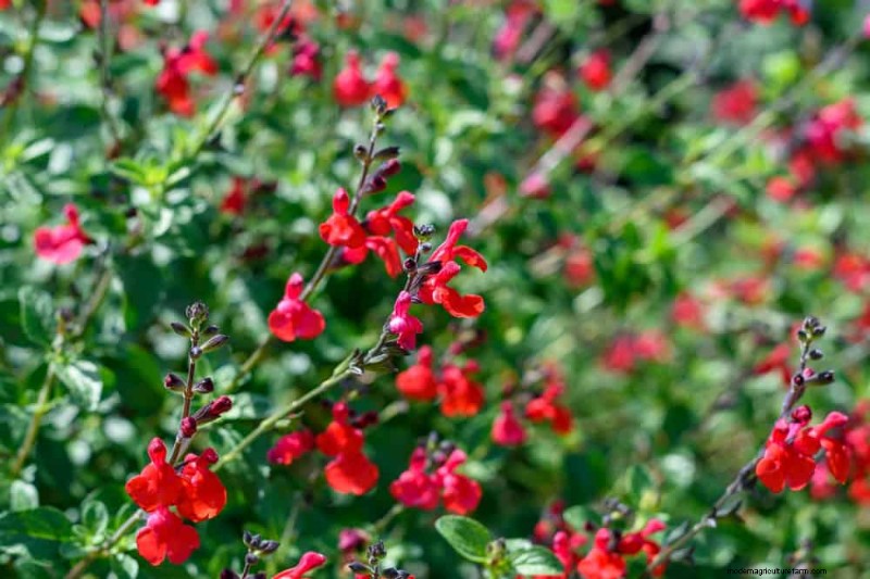 Sustainable & Wildlife-Friendly Perennials: 15 Choices for a Thriving Garden