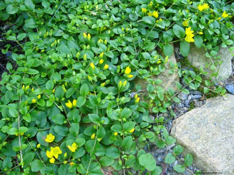 Sustainable & Wildlife-Friendly Perennials: 15 Choices for a Thriving Garden