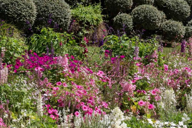Sustainable & Wildlife-Friendly Perennials: 15 Choices for a Thriving Garden