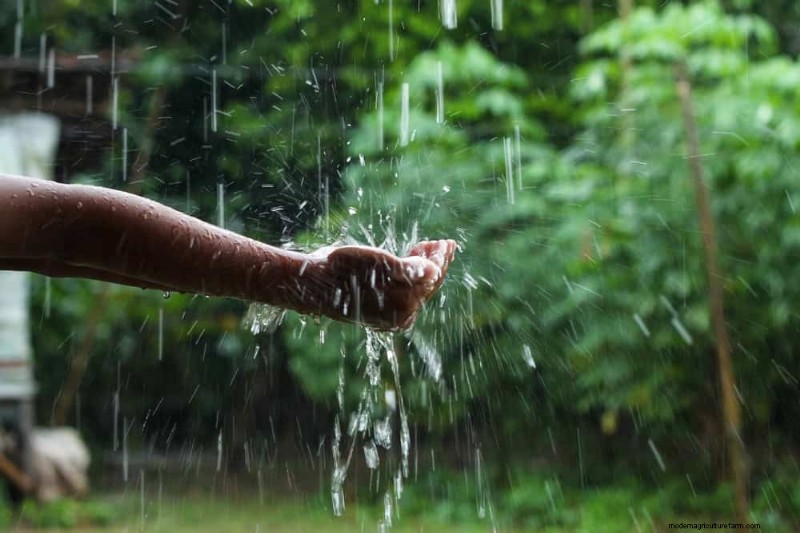Rainwater Harvesting for Gardens: A Complete Guide
