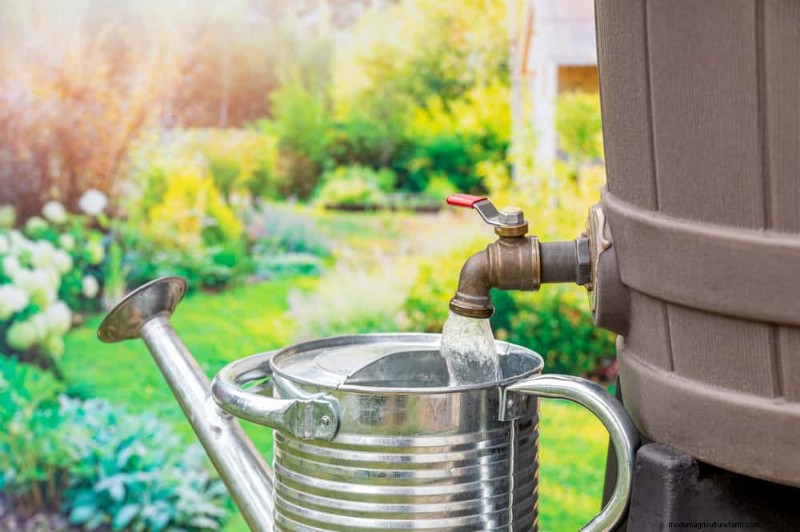Rainwater Harvesting for Gardens: A Complete Guide