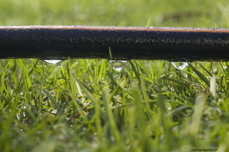 Rainwater Harvesting for Gardens: A Complete Guide