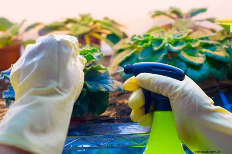 Organic Pest Control: 12 Natural Methods for a Healthy Garden