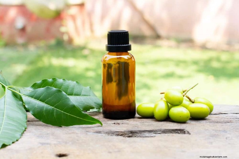 Organic Pest Control: 12 Natural Methods for a Healthy Garden