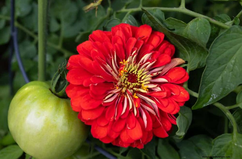 Organic Pest Control: 12 Natural Methods for a Healthy Garden