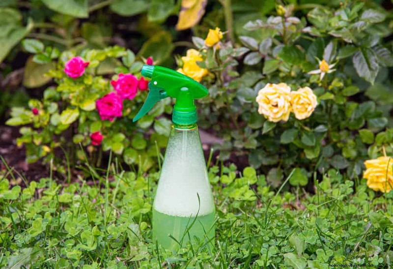 Organic Pest Control: 12 Natural Methods for a Healthy Garden