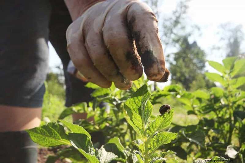 Organic Pest Control: 12 Natural Methods for a Healthy Garden