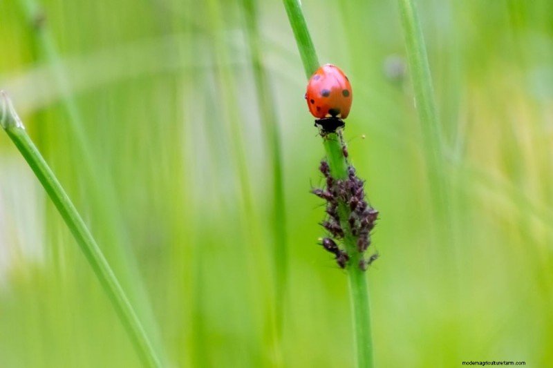 Organic Pest Control: 12 Natural Methods for a Healthy Garden