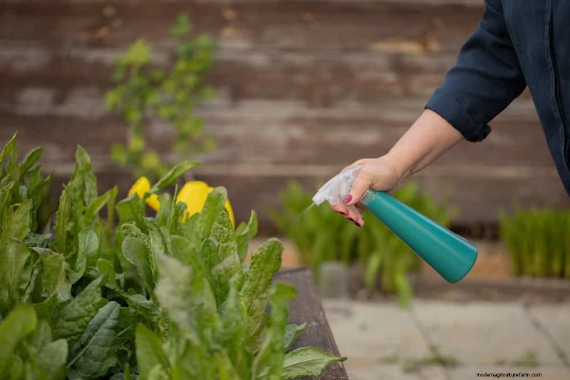 Organic Pest Control: 12 Natural Methods for a Healthy Garden