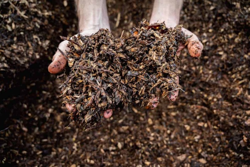 Organic Pest Control: 12 Natural Methods for a Healthy Garden