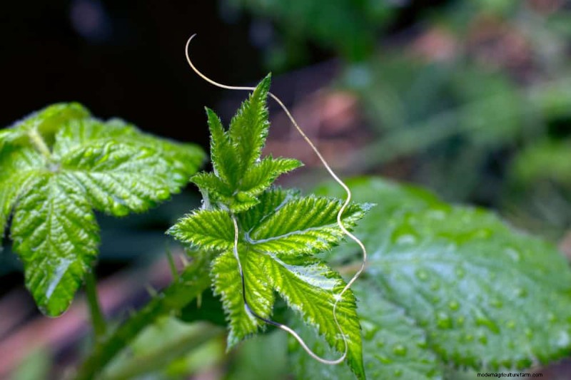 Organic Pest Control: 12 Natural Methods for a Healthy Garden